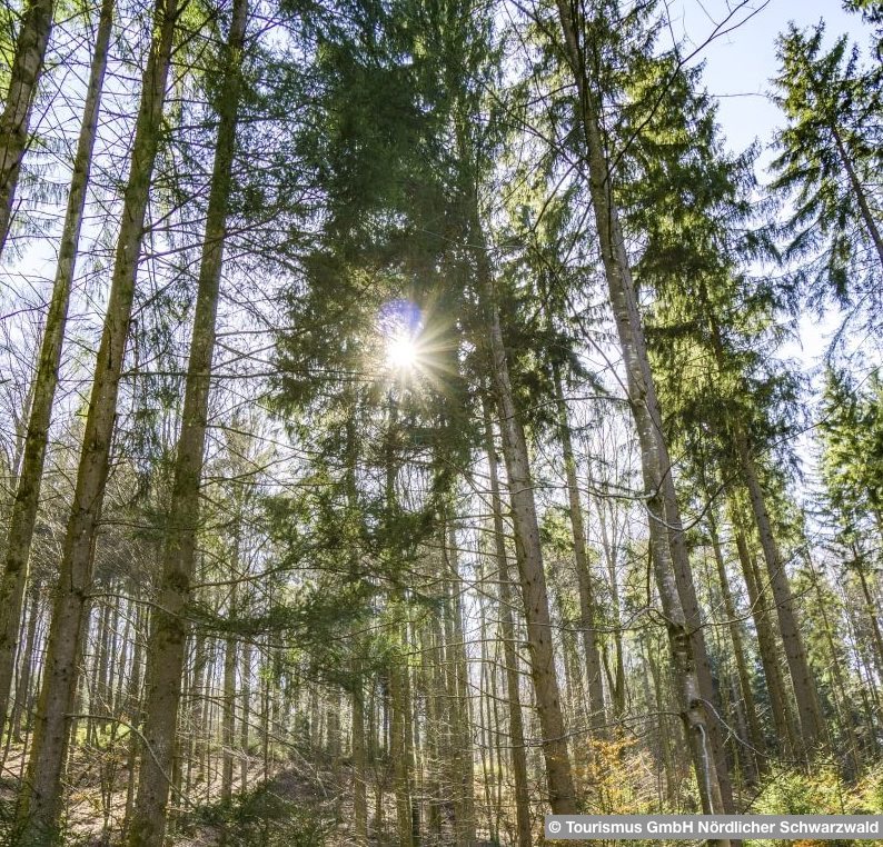 Schwarzwald in Bad Herrenalb © Tourismus GmbH Nördlicher Schwarzwald