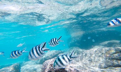 Cerf Island under water