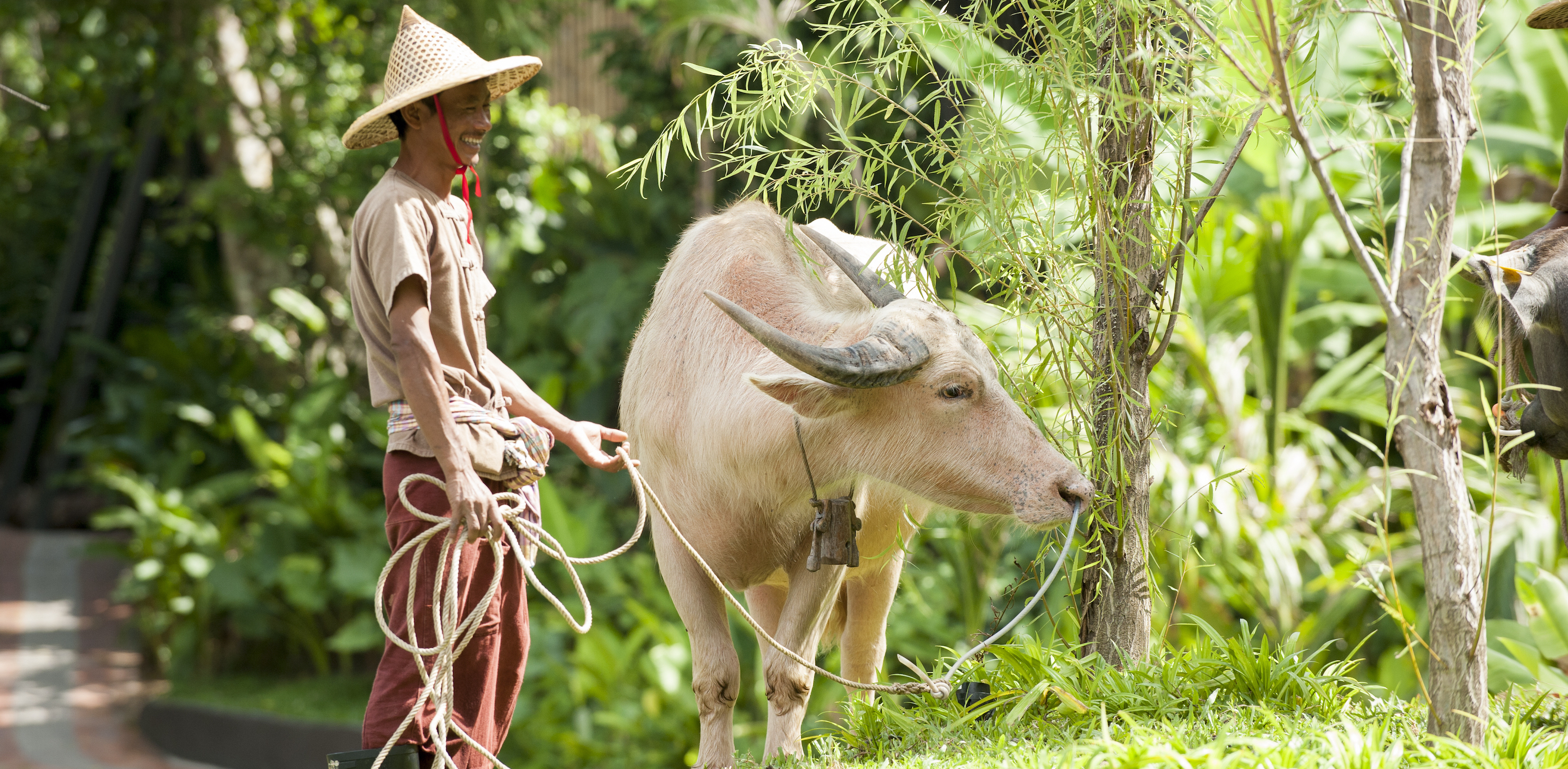 Rescued buffalo. © Keemala