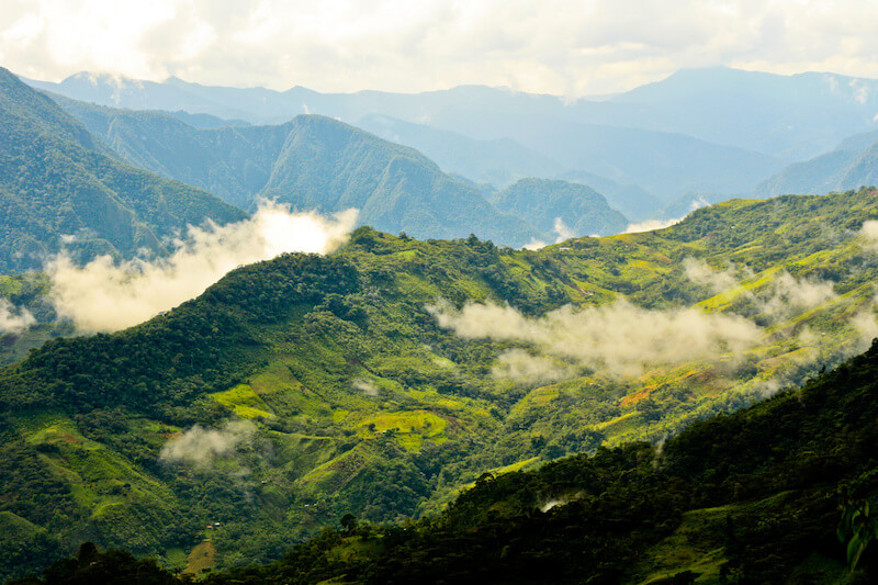 Rainforest in Peru