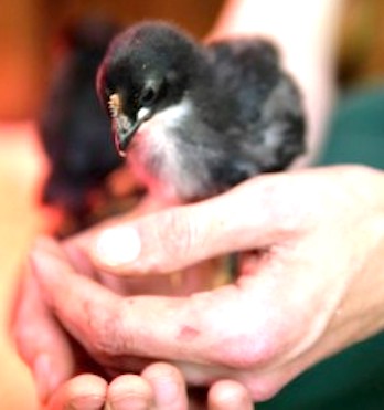 Nachhaltiges- Hotel -Berchtesgaden-die Küken bleiben am- Leben