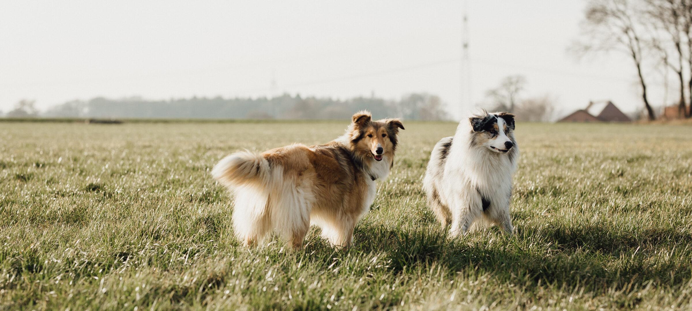 Urlaub mit Hund in Warpe, Niedersachsen im Hotel Okelmann's