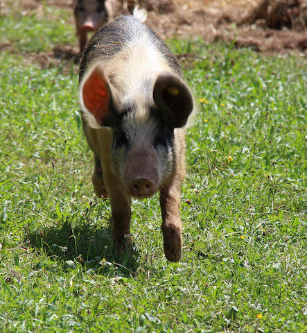 Teaser Berghotel Rehlegg Schwarze Alpenschweine