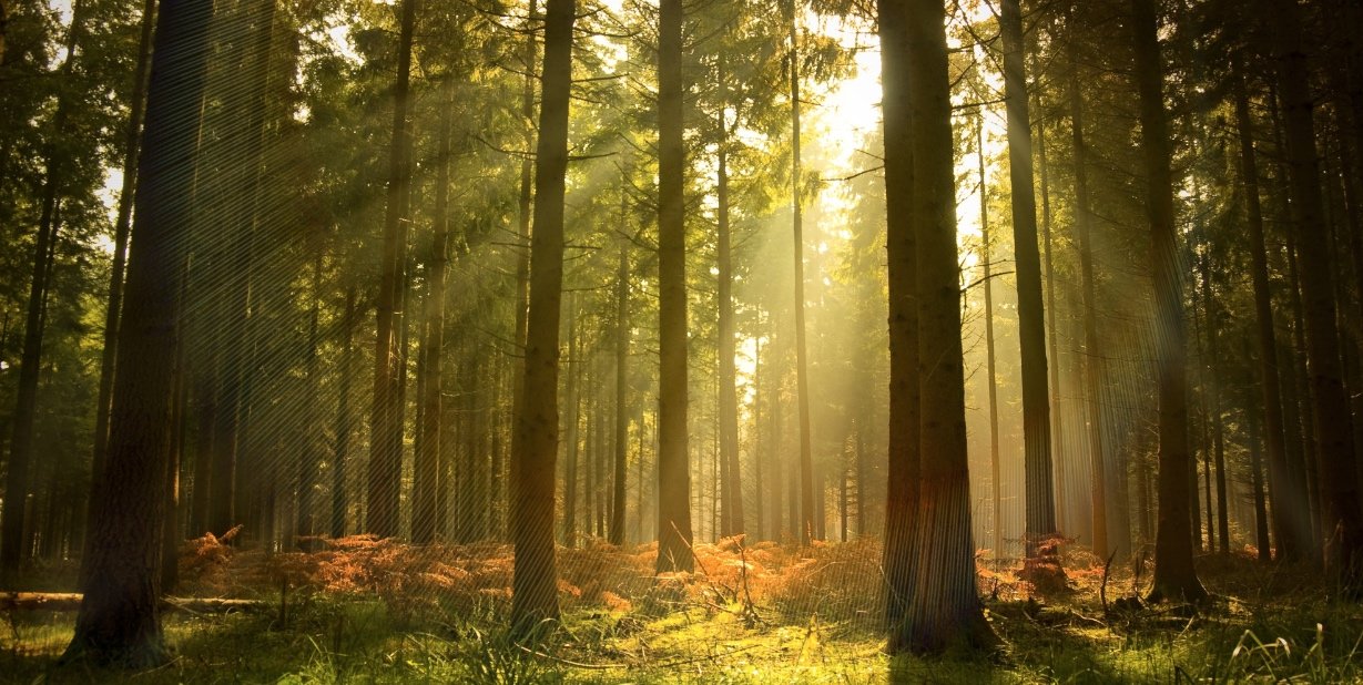 Trees Sun Nature Phuket Thailand